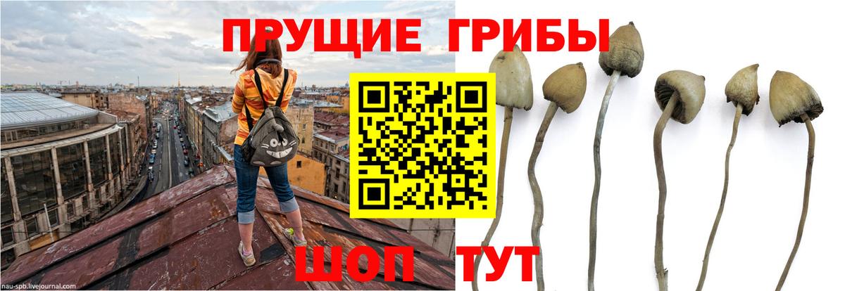 Псилоцибиновые грибы Psilocybine cubensis Горячий Ключ